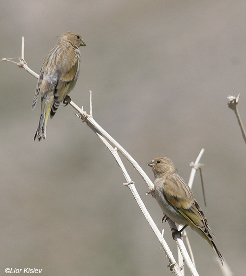 בזבוז לבנון Syrian Serin Serinus syriacus                          הר החרמון,יוני 2008.צלם:ליאור כסלו.                                
